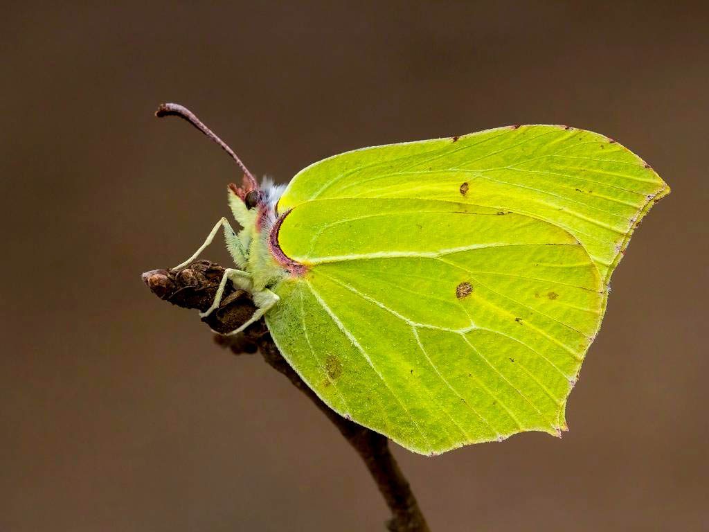 Lime green brimstone butterfly on a twig, the colour inspiration behind the Electric Matcha glaze
